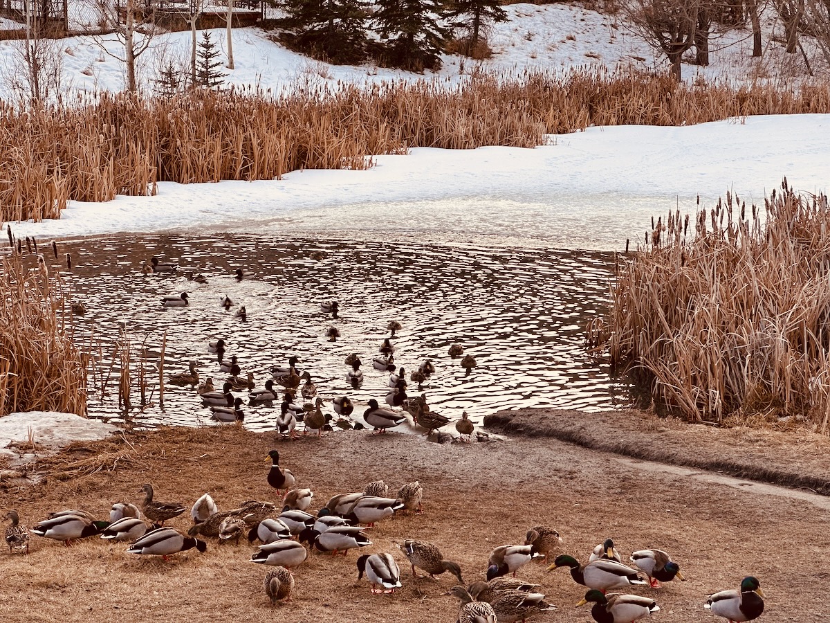 duck pond