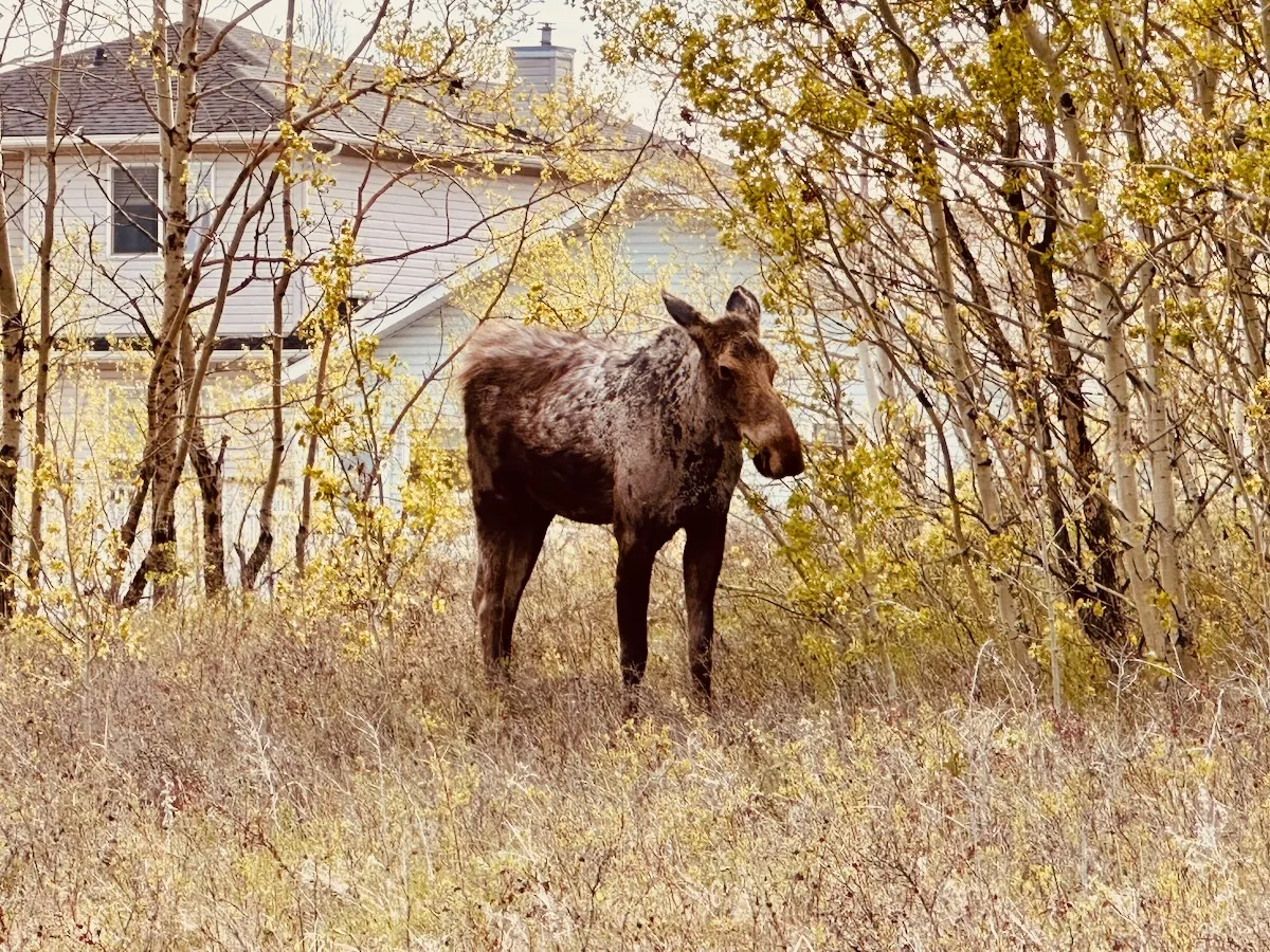 young moose neighbour